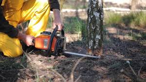 How Our Tree Care Process Works  in  Ballinger, TX