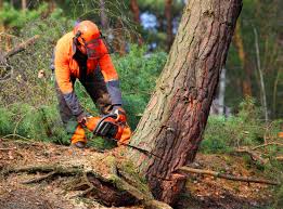 Best Tree Preservation Services  in Ballinger, TX