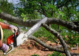 Ballinger, TX Tree Care Services Company