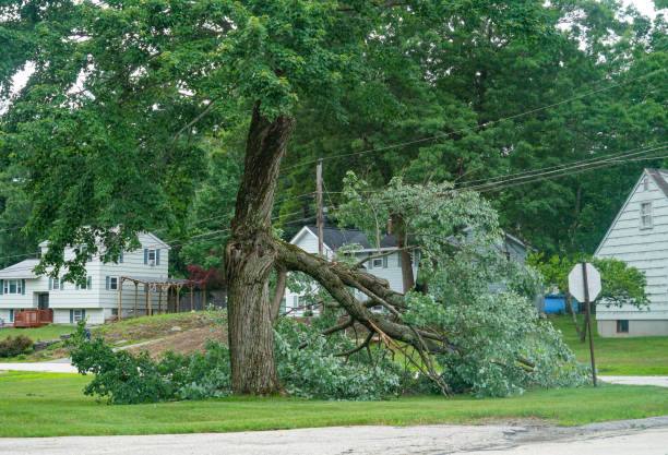 Best Arborist Consultation Services  in Ballinger, TX